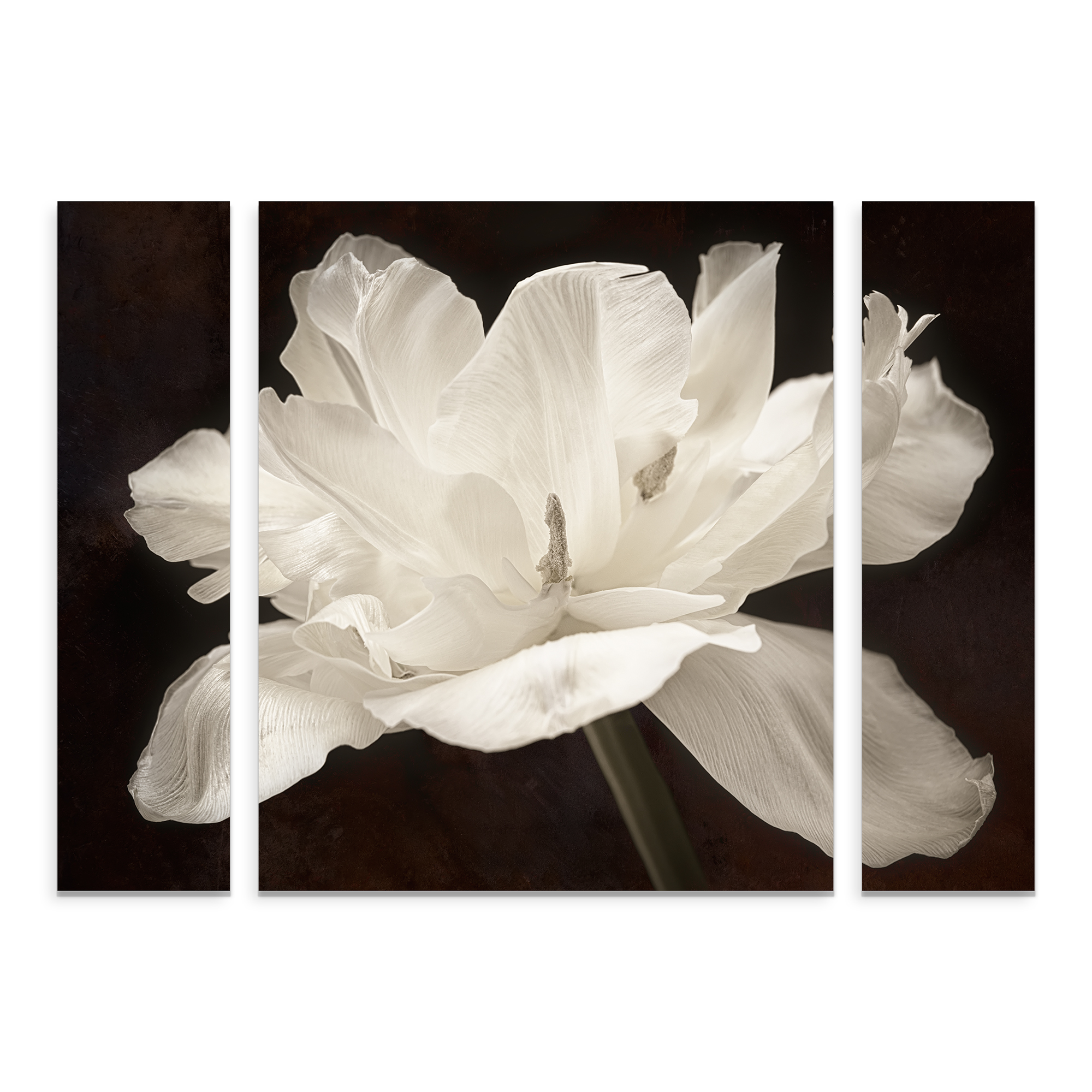 Trademark Fine Art 'White Tulip I' Multi-Panel Canvas Art Set by Cora Niele