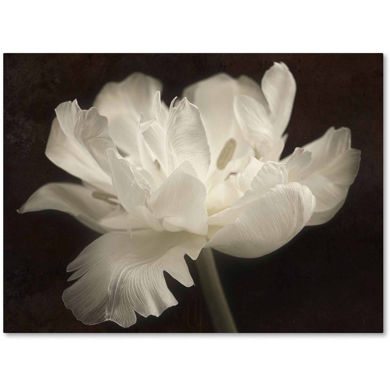 White Tulip Abstract Canvas Art with Dark Brown Background