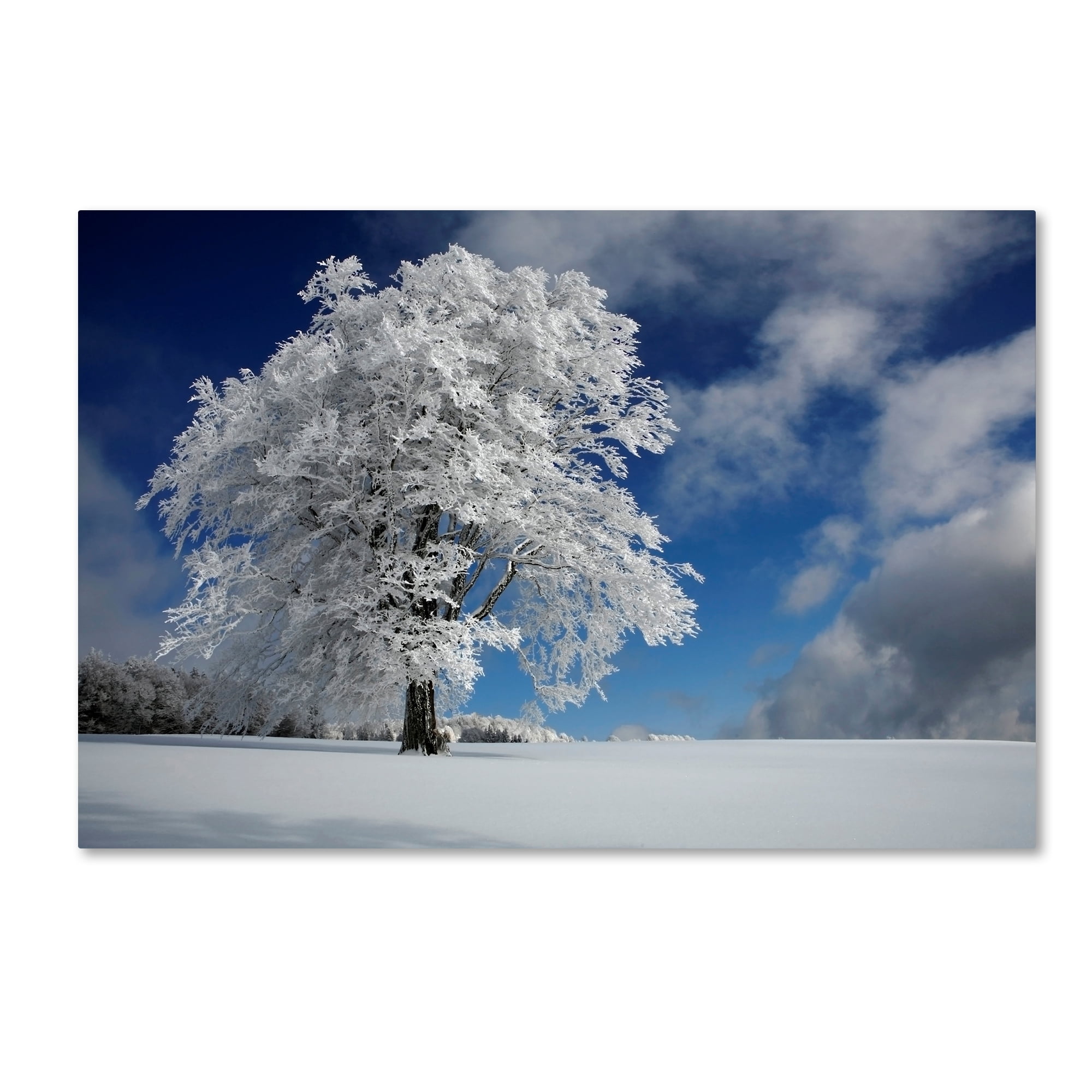 Trademark Fine Art 'White Windbuche In Black Forest' Canvas Art by Franz Schumacher