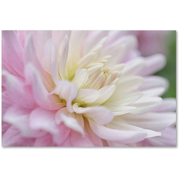 Trademark Fine Art 'White and Pink Dahlia' Canvas Art by Cora Niele