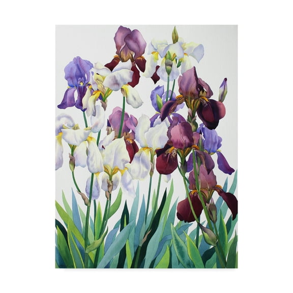 Trademark Fine Art 'White and Purple Irises' Canvas Art by Christopher Ryland