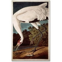 Trademark Fine Art John James Audubon Whooping Crane Canvas Wall Art - 22x32