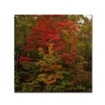 thumbnail image 1 of Trademark Fine Art "Why I Love Autumn 2" Canvas Art by Kurt Shaffer, 1 of 1