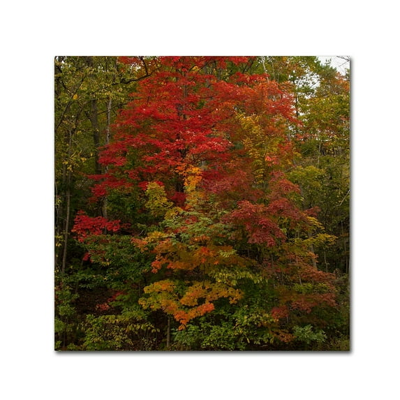 Trademark Fine Art "Why I Love Autumn 2" Canvas Art by Kurt Shaffer
