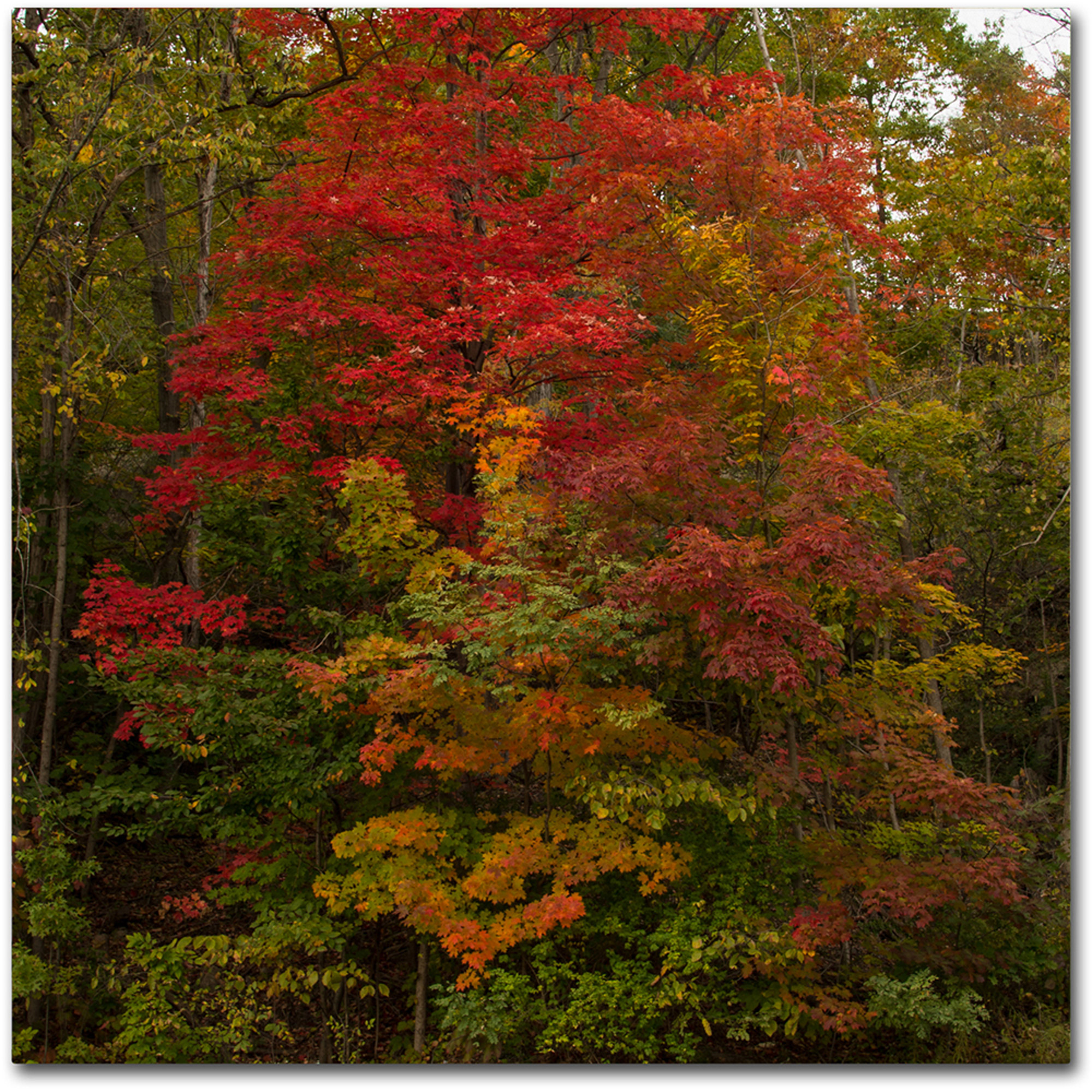 Trademark Fine Art "Why I Love Autumn 2" Canvas Art by Kurt Shaffer