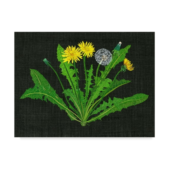 Trademark Fine Art 'Wild Dandelion II' Canvas Art by Melissa Wang