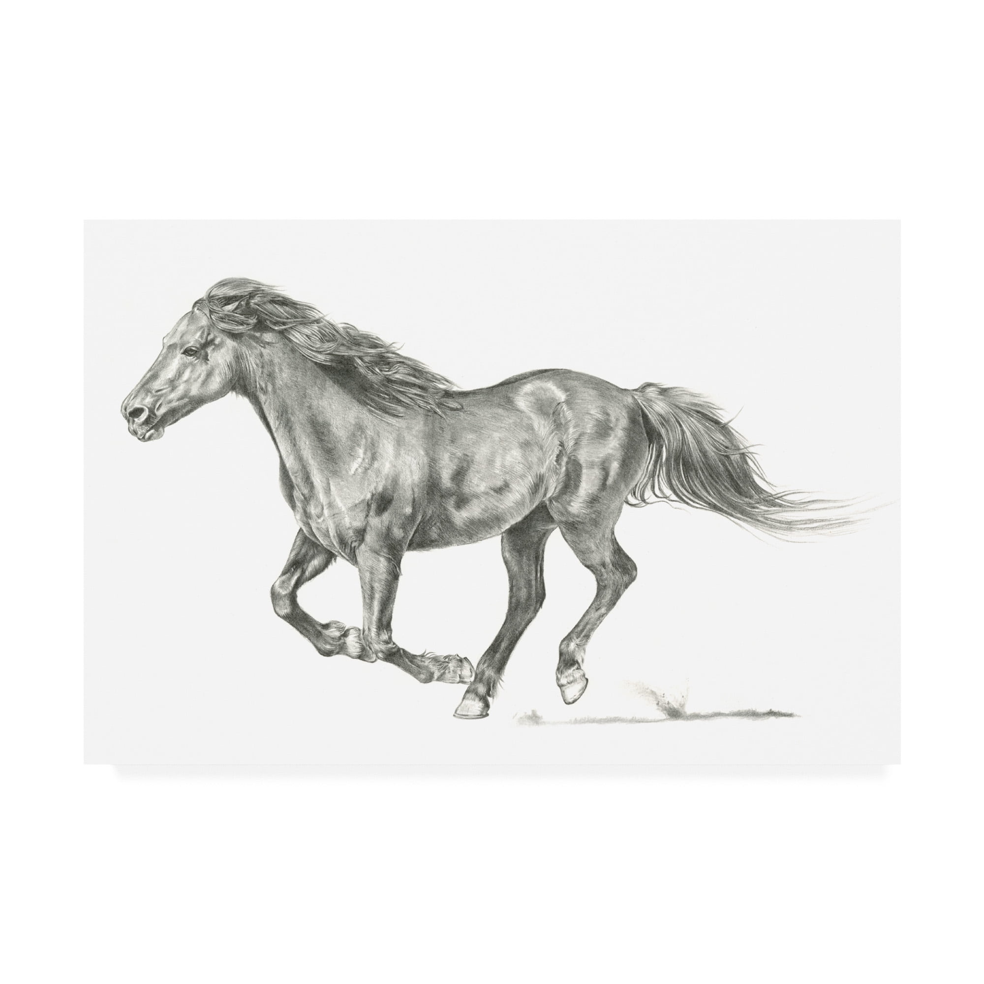 Trademark Fine Art 'Wild Horse Portrait I' Canvas Art by Jennifer Paxton Parker