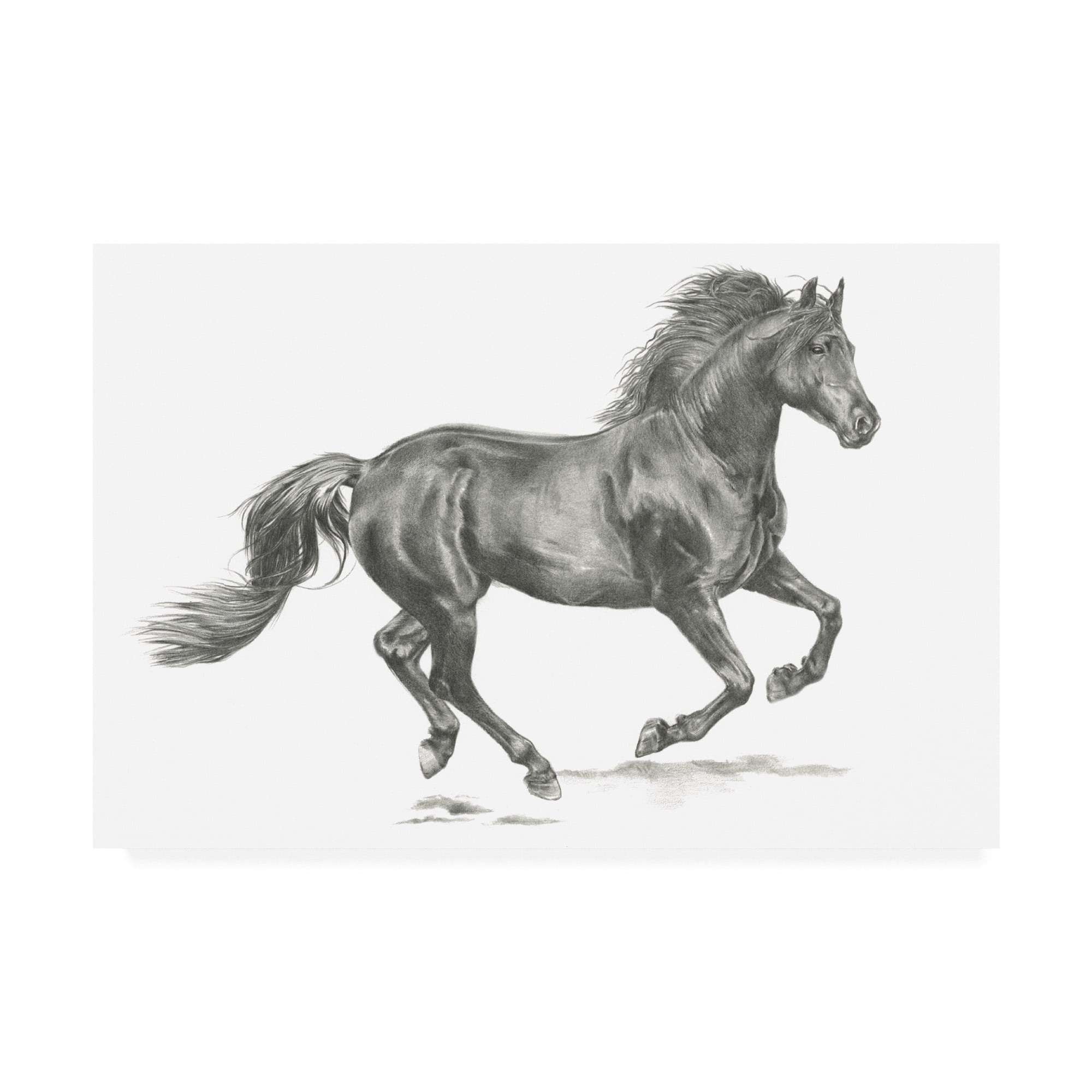 Trademark Fine Art 'Wild Horse Portrait II' Canvas Art by Jennifer Paxton Parker