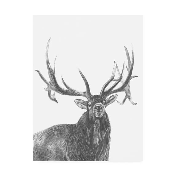 Trademark Fine Art 'Wildlife Snapshot: Elk' Canvas Art by Naomi McCavitt