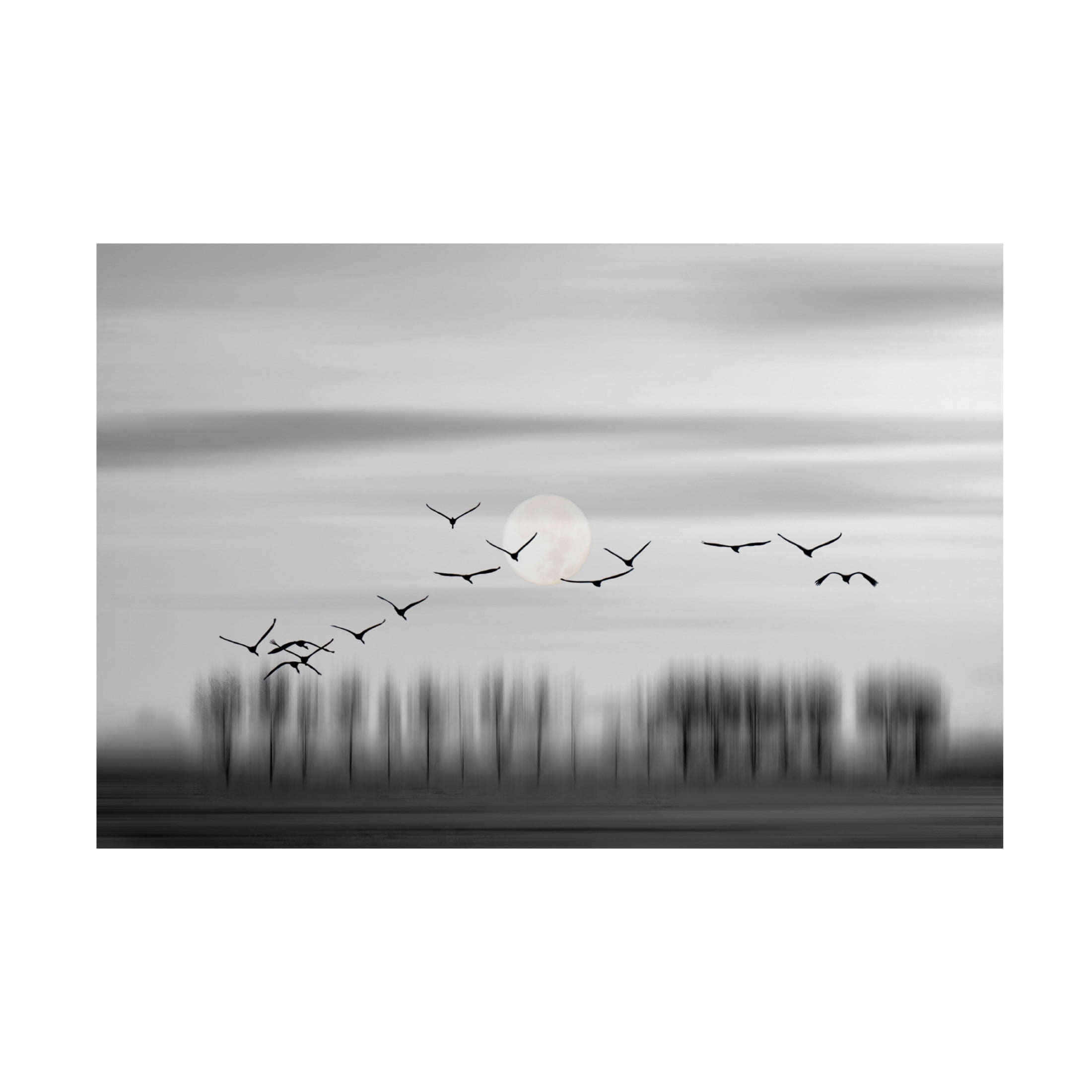 Trademark Fine Art Wilma Wijers Smeets Flying free! Canvas Wall Art