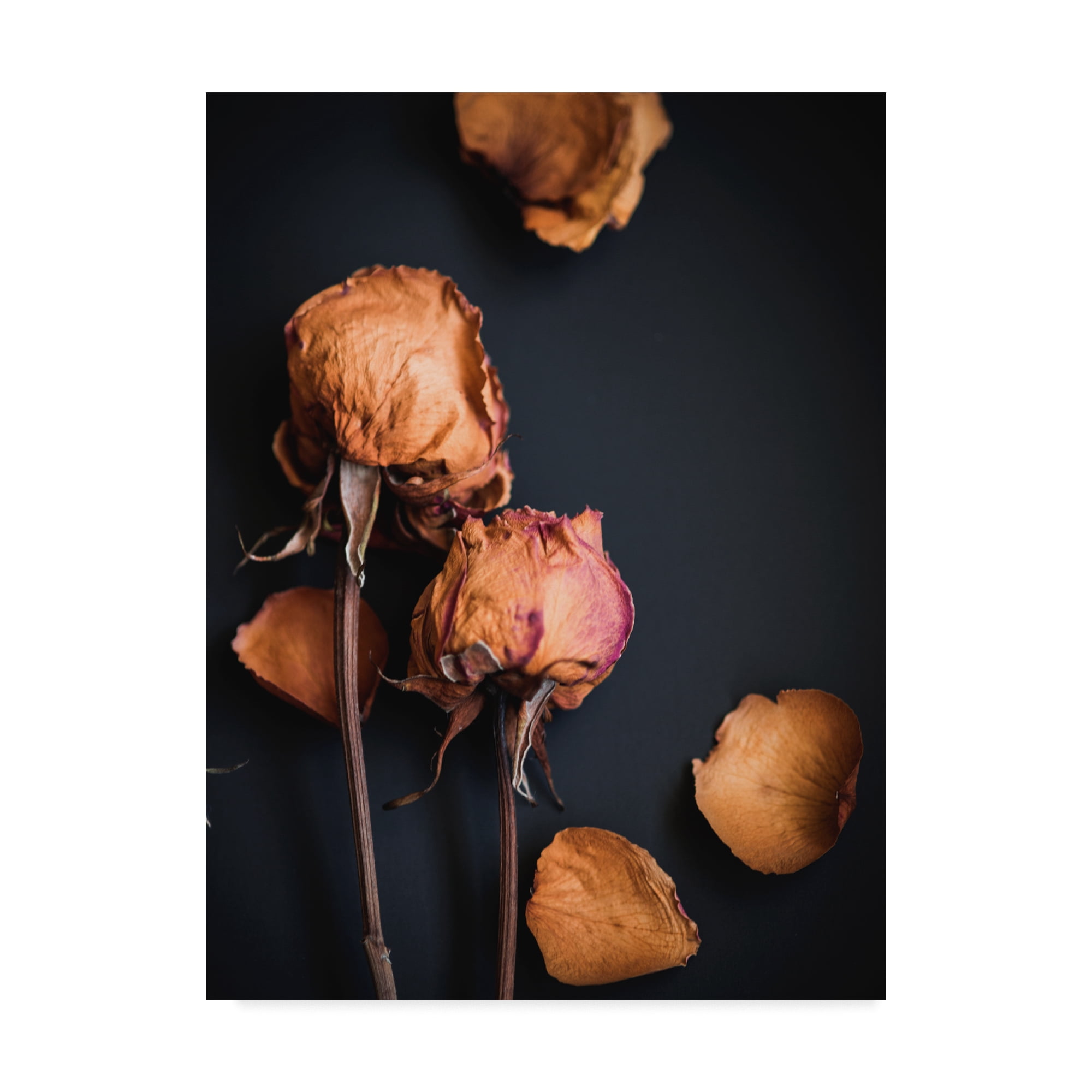 Trademark Fine Art 'Wilted Dreams I' Canvas Art by Sonja Quintero