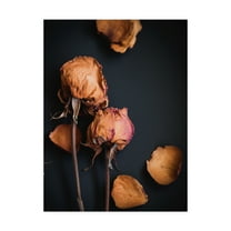 Trademark Fine Art 'Wilted Dreams I' Canvas Art by Sonja Quintero