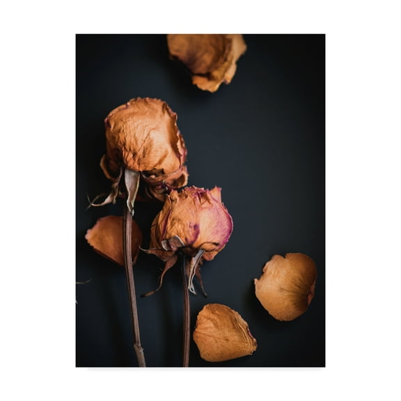 Trademark Fine Art 'Wilted Dreams I' Canvas Art by Sonja Quintero