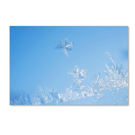 Trademark Fine Art "Window Frost" Canvas Art by Kurt Shaffer