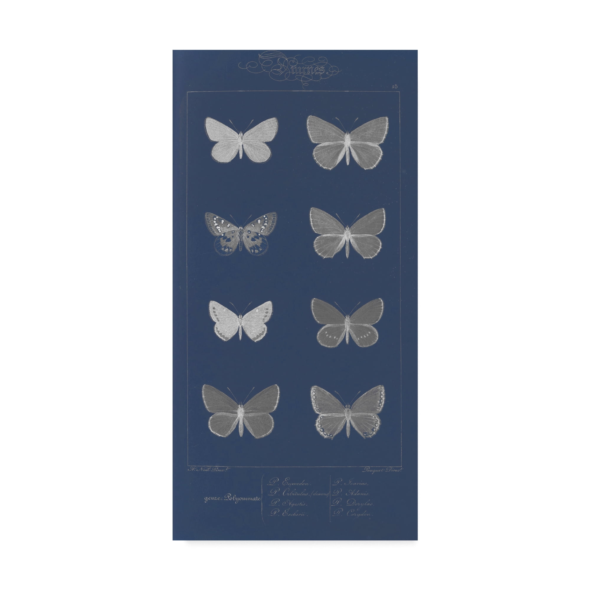 Trademark Fine Art 'Winged Infograph II' Canvas Art by Jennifer Goldberger