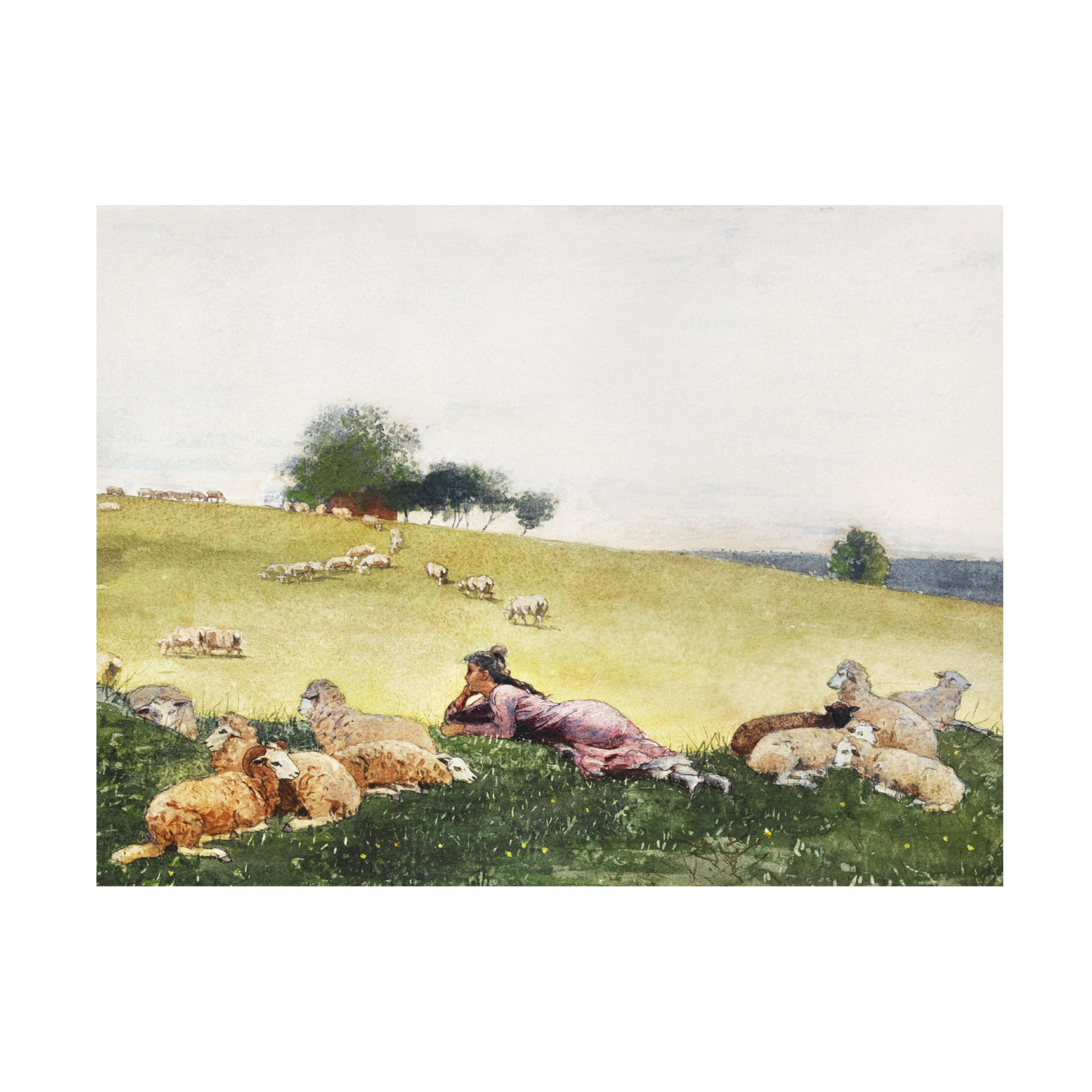 Trademark Fine Art Winslow Homer  Homer's Sheep Countryside II Canvas Wall Art