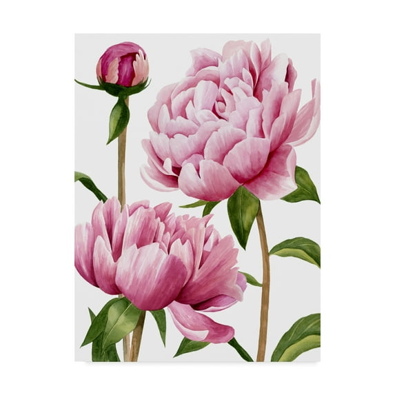 Trademark Fine Art 'Winsome Peonies I' Canvas Art by Grace Popp