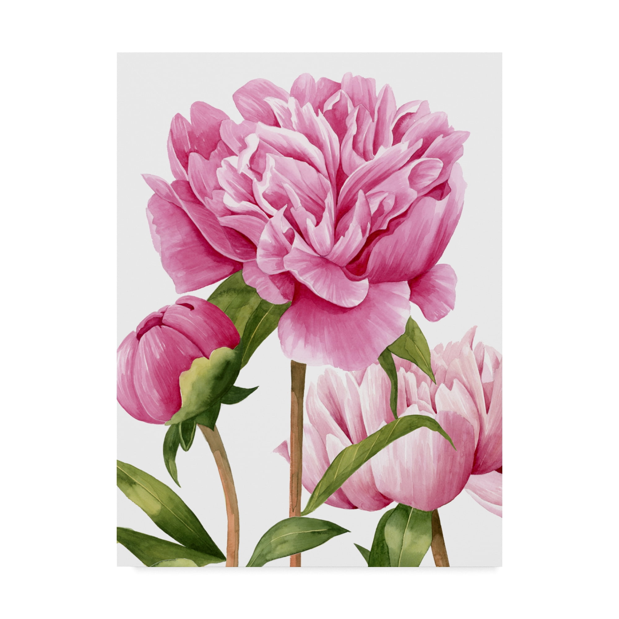 Grace Popp Winsome Peonies II Canvas Art, 24x32