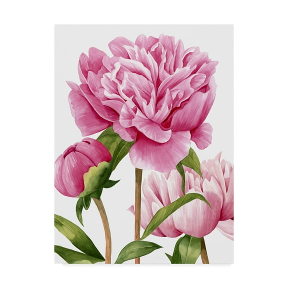 Trademark Fine Art 'Winsome Peonies II' Canvas Art by Grace Popp