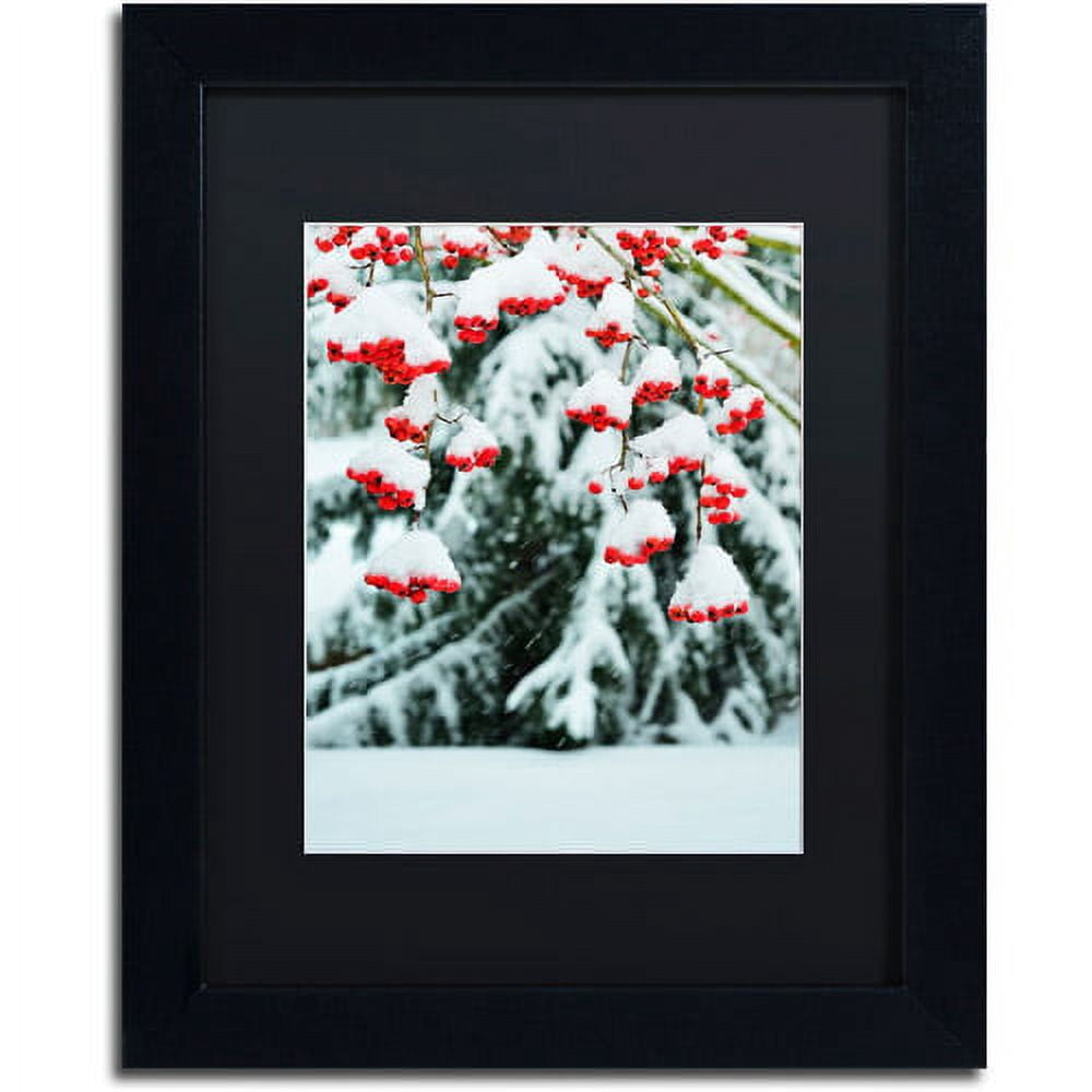 Trademark Fine Art "Winter Berries and Pine" Canvas Art by Kurt Shaffer Black Matte, Black Frame