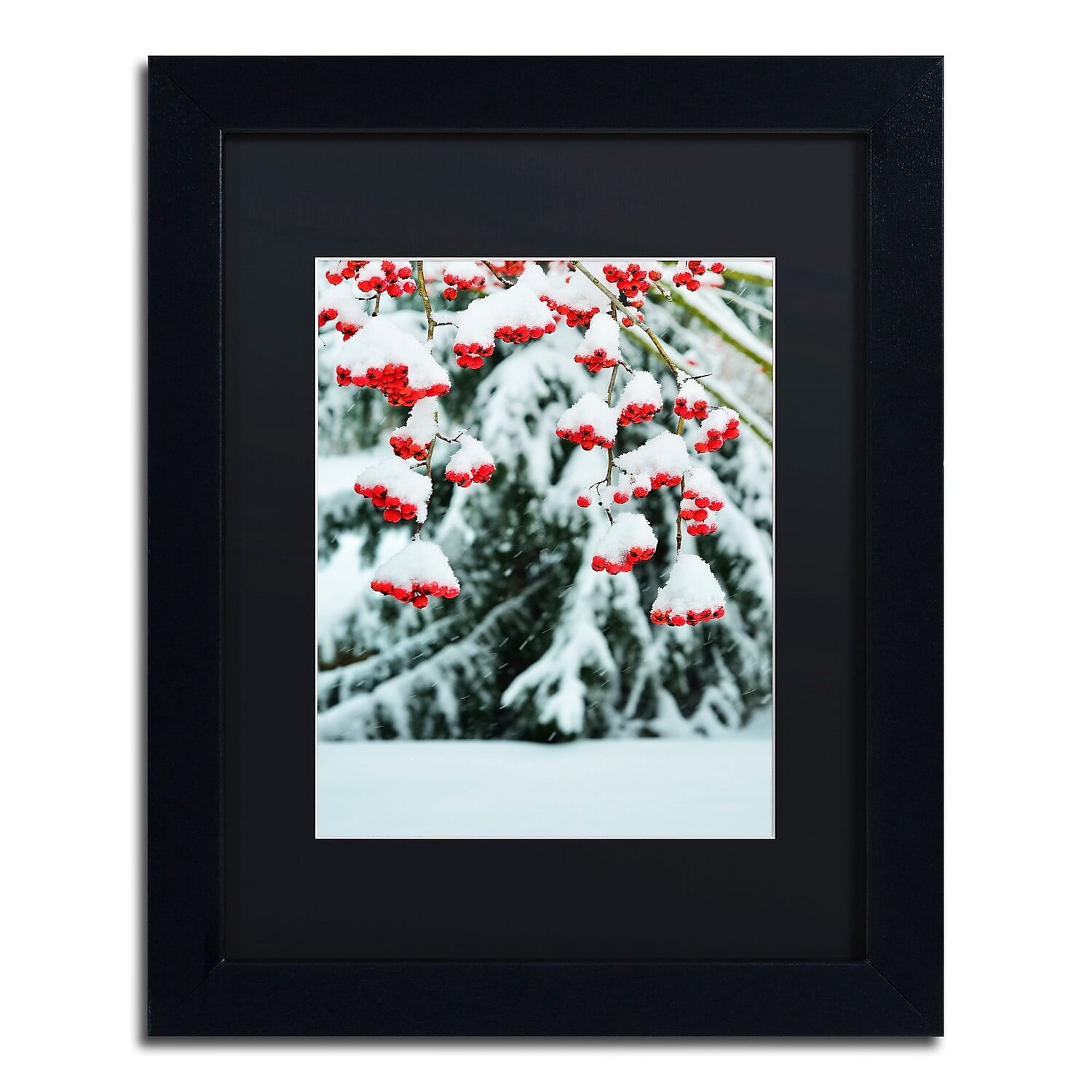 Trademark Fine Art "Winter Berries and Pine" Canvas Art by Kurt Shaffer Black Matte, Black Frame