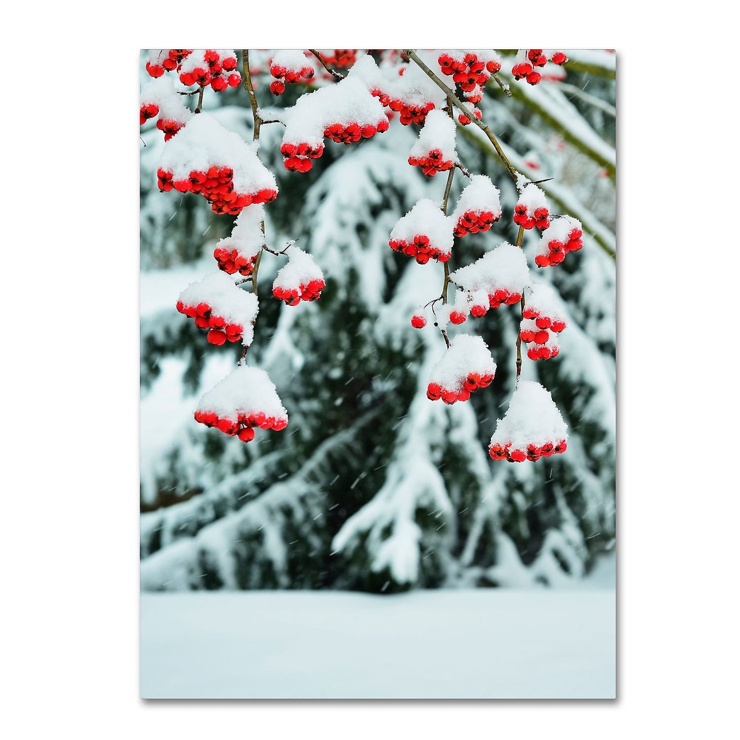 Trademark Fine Art "Winter Berries and Pine" Canvas Art by Kurt Shaffer