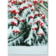 thumbnail image 1 of Trademark Fine Art "Winter Berries and Pine" Canvas Art by Kurt Shaffer, 1 of 4