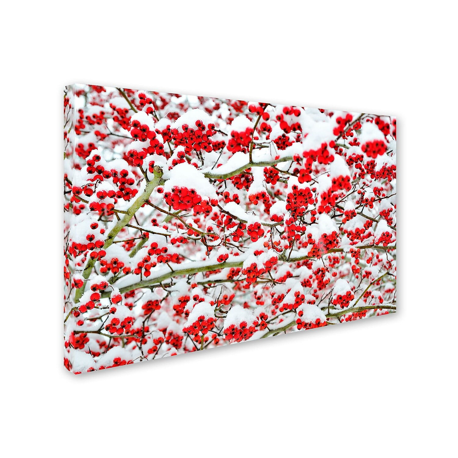 Trademark Fine Art "Winter Berries in the Snow" Canvas Art by Kurt Shaffer