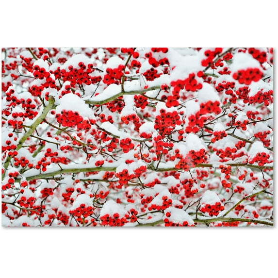 Trademark Fine Art "Winter Berries in the Snow" Canvas Art by Kurt Shaffer