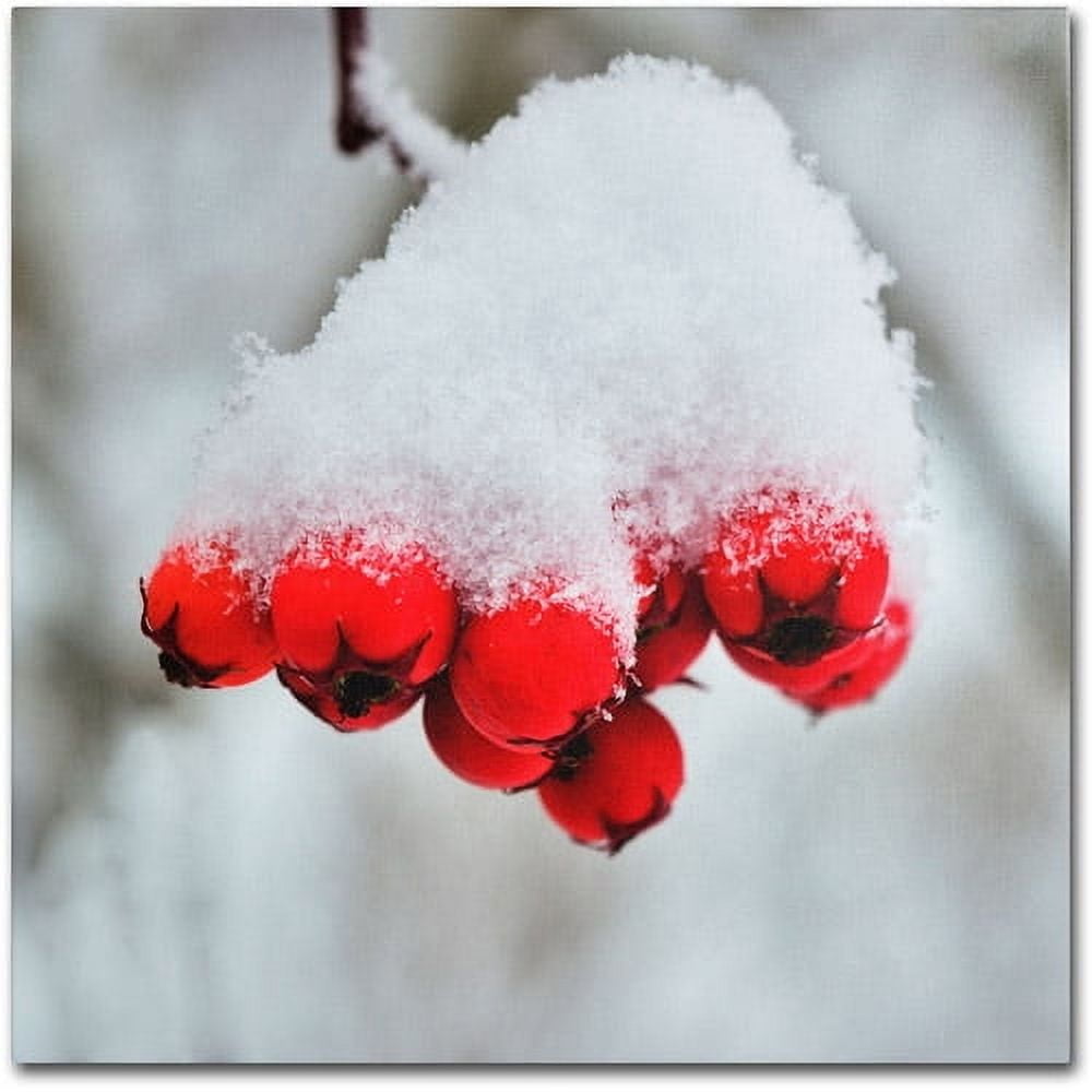 Trademark Fine Art "Winter Berry Close-Up" Canvas Art by Kurt Shaffer