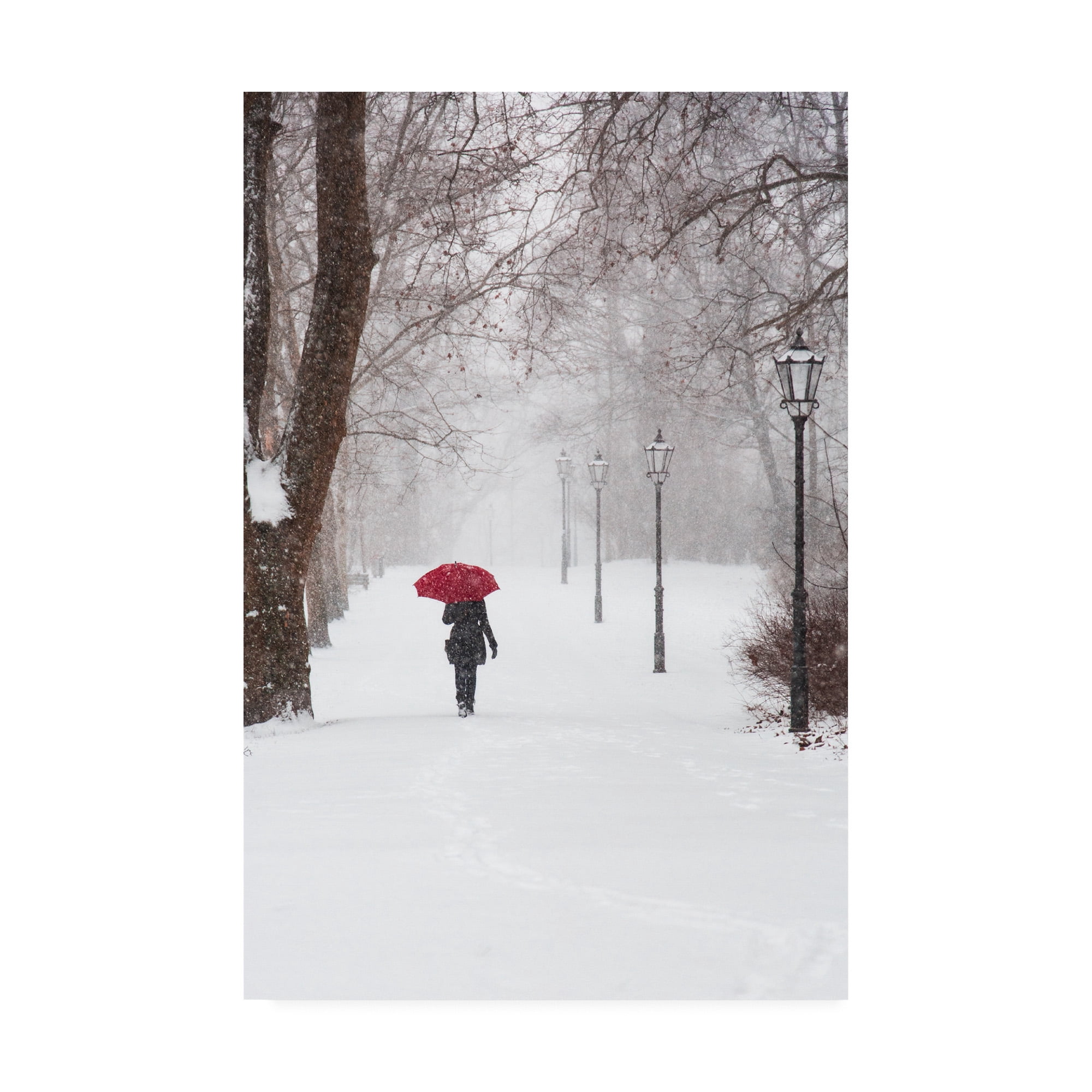 Trademark Fine Art 'Winter Rose' Canvas Art by Stefano Cors