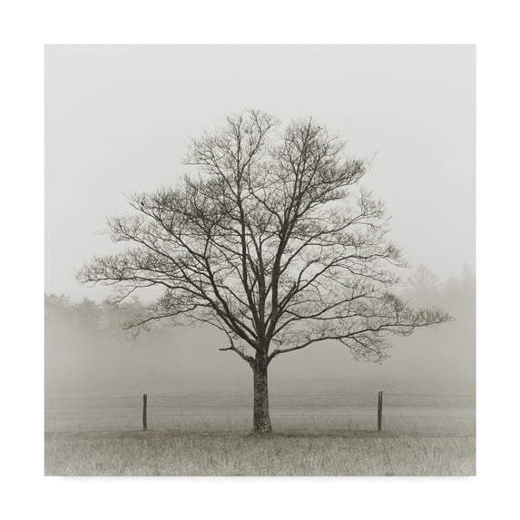 Trademark Fine Art 'Winter Tree, Cades Cove' Canvas Art by Nicholas Bell Photography