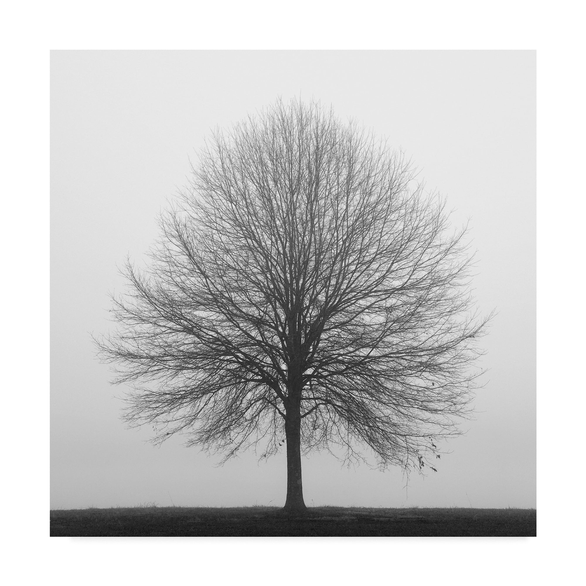 Trademark Fine Art 'Winter Trio 1' Canvas Art by Nicholas Bell Photography