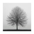 thumbnail image 1 of Trademark Fine Art 'Winter Trio 1' Canvas Art by Nicholas Bell Photography, 1 of 3