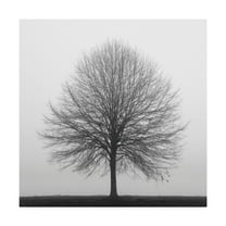 Trademark Fine Art 'Winter Trio 1' Canvas Art by Nicholas Bell Photography