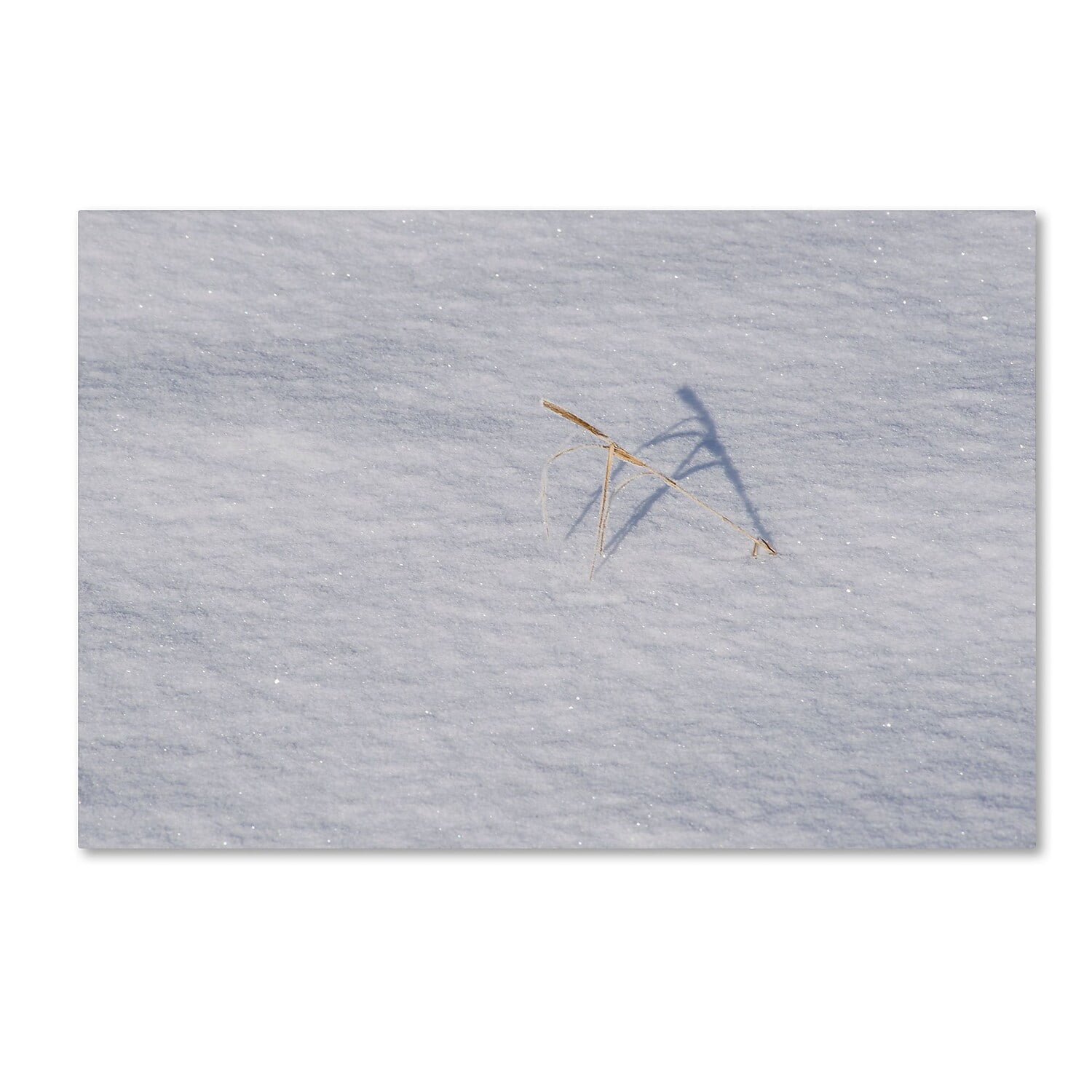 Trademark Fine Art "Winters Bleak Beauty" Canvas Art by Kurt Shaffer