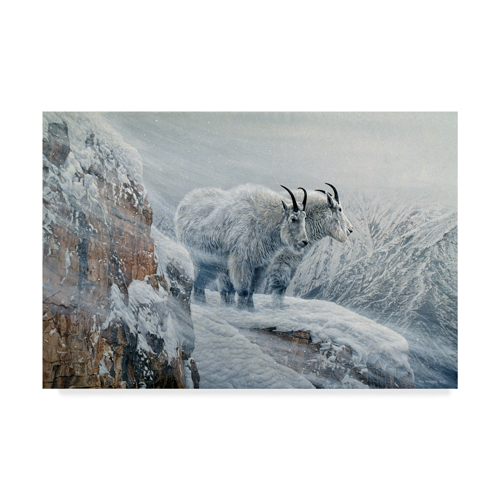 Trademark Fine Art 'Winters Fury Mountain Goat' Canvas Art by Ron Parker