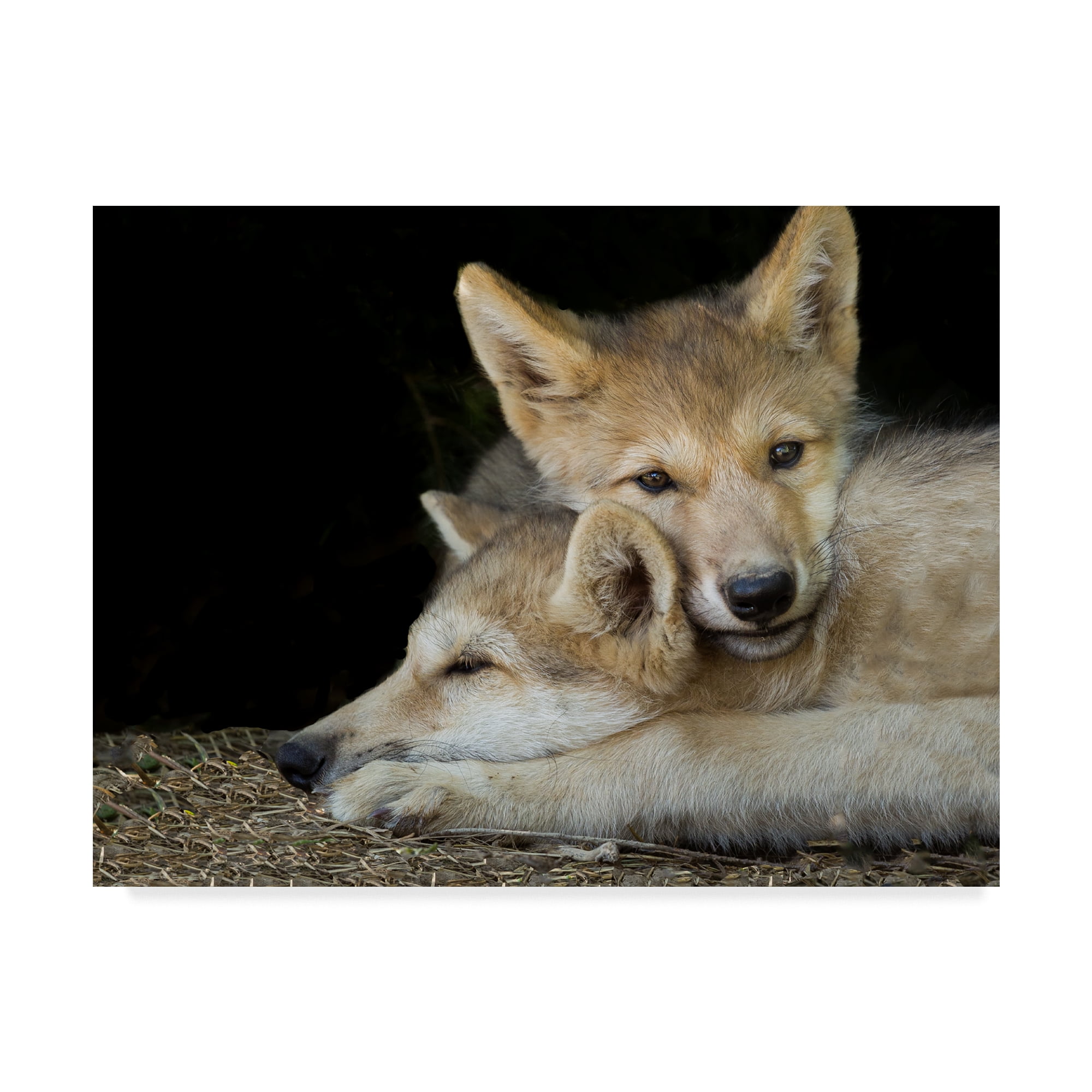 Trademark Fine Art 'Wolf Pup Brothers' Canvas Art by Galloimages Online