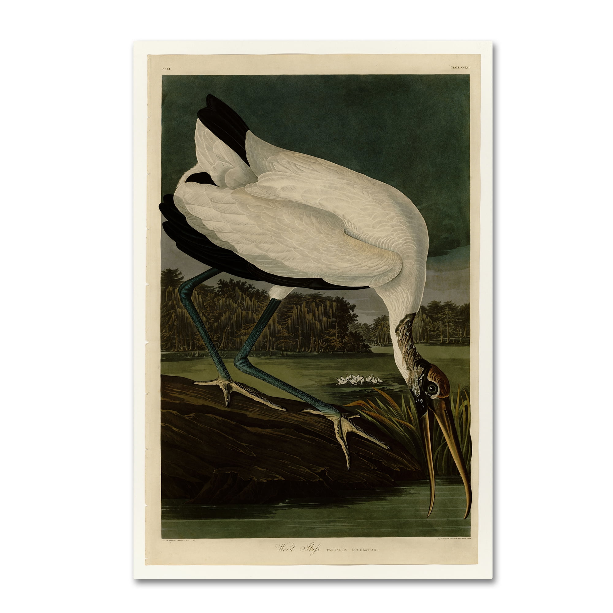 Trademark Fine Art 'Wood Ibissplate 216' Canvas Art by Audubon