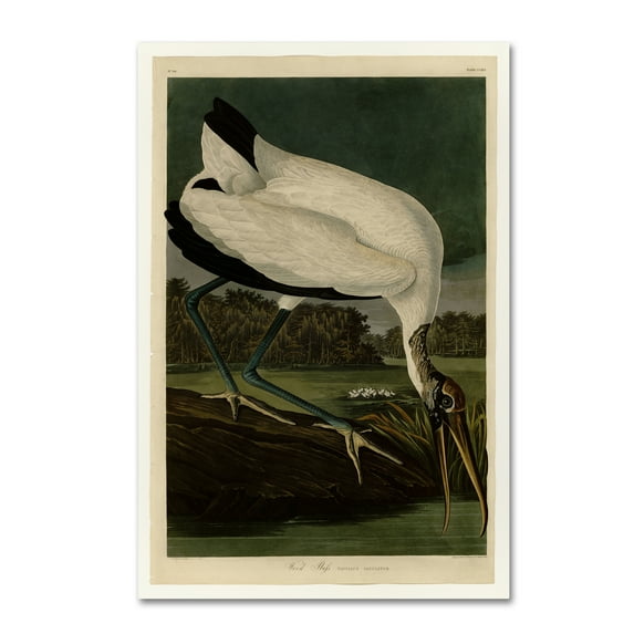 Trademark Fine Art 'Wood Ibissplate 216' Canvas Art by Audubon