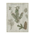thumbnail image 1 of Trademark Fine Art 'Woodland Chart II' Canvas Art by Sue Schlabach, 1 of 3