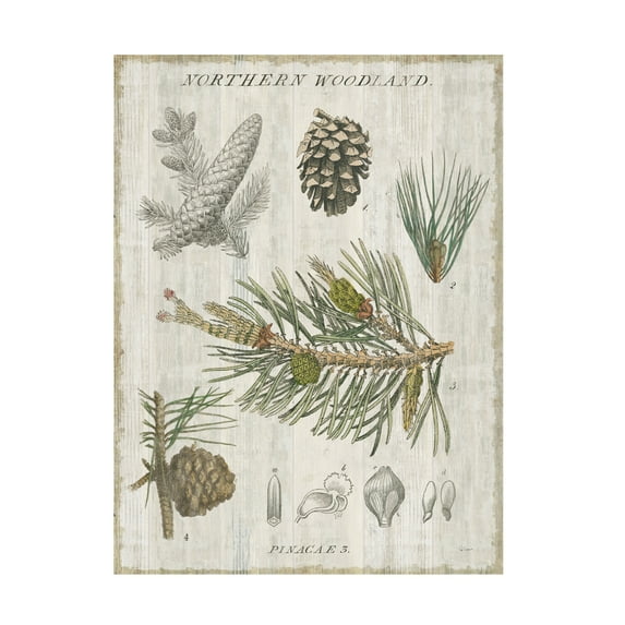 Trademark Fine Art 'Woodland Chart III' Canvas Art by Sue Schlabach