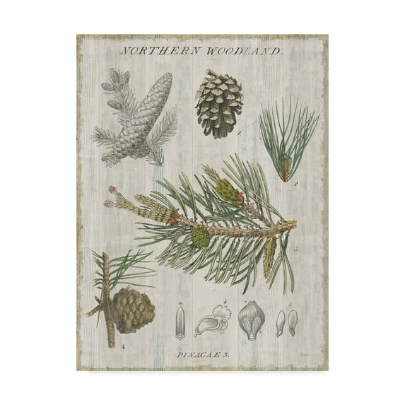 Trademark Fine Art 'Woodland Chart III' Canvas Art by Sue Schlabach