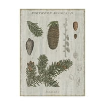 Trademark Fine Art 'Woodland Chart IV' Canvas Art by Sue Schlabach