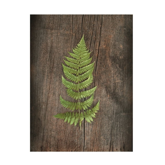 Trademark Fine Art 'Woodland Fern I' Canvas Art by Sue Schlabach