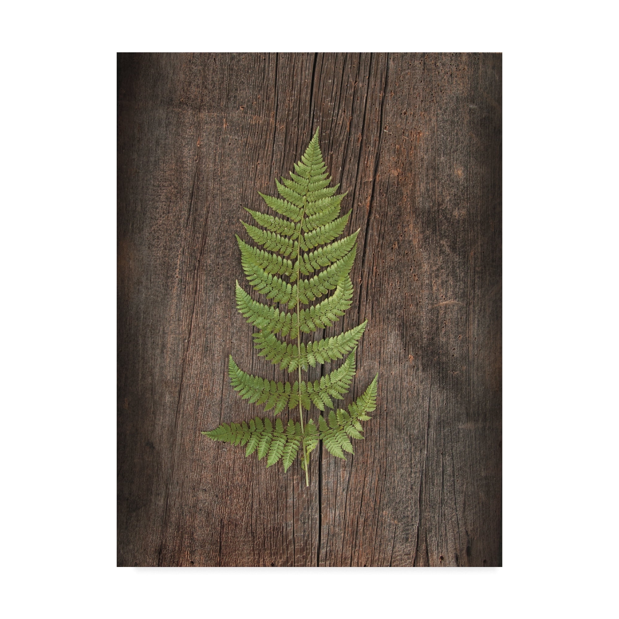 Green Fern Botanical Canvas Art on Rustic Wooden Background
