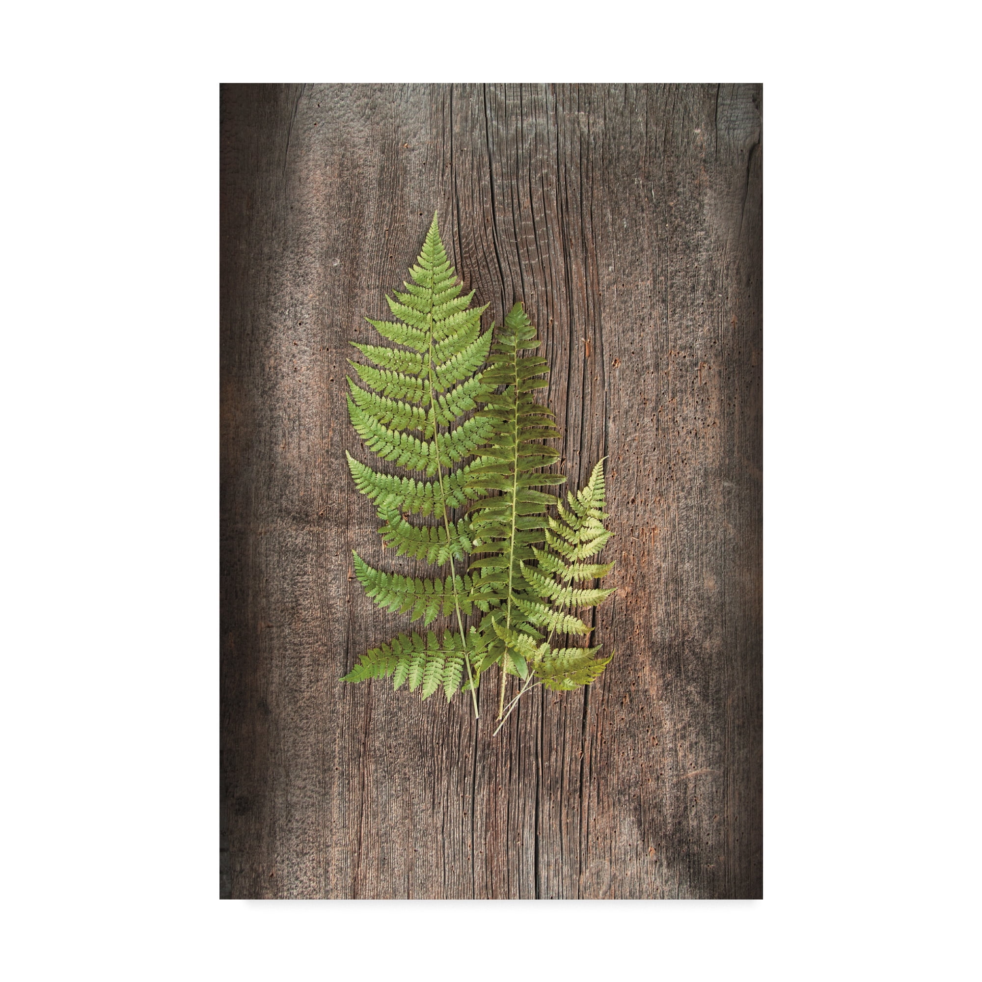 Green Fern Leaves on Rustic Wooden Canvas Art