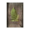 thumbnail image 1 of Trademark Fine Art 'Woodland Fern III' Canvas Art by Sue Schlabach, 1 of 3