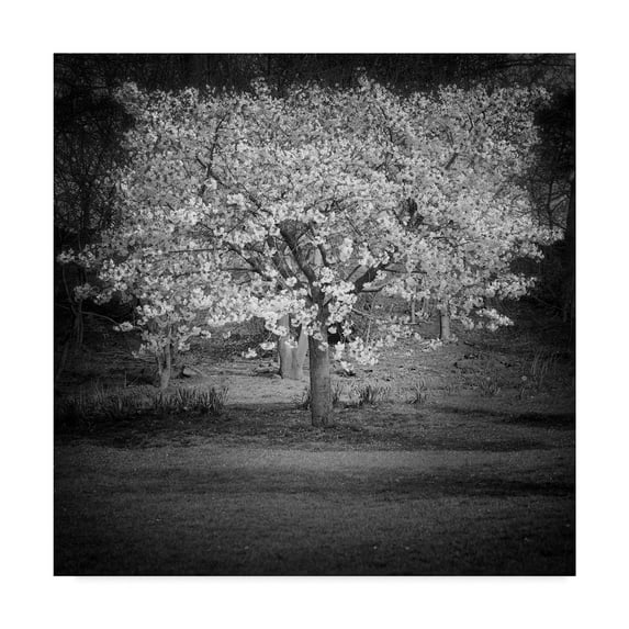 Trademark Fine Art 'Woodland Tones II' Canvas Art by Martin Henson