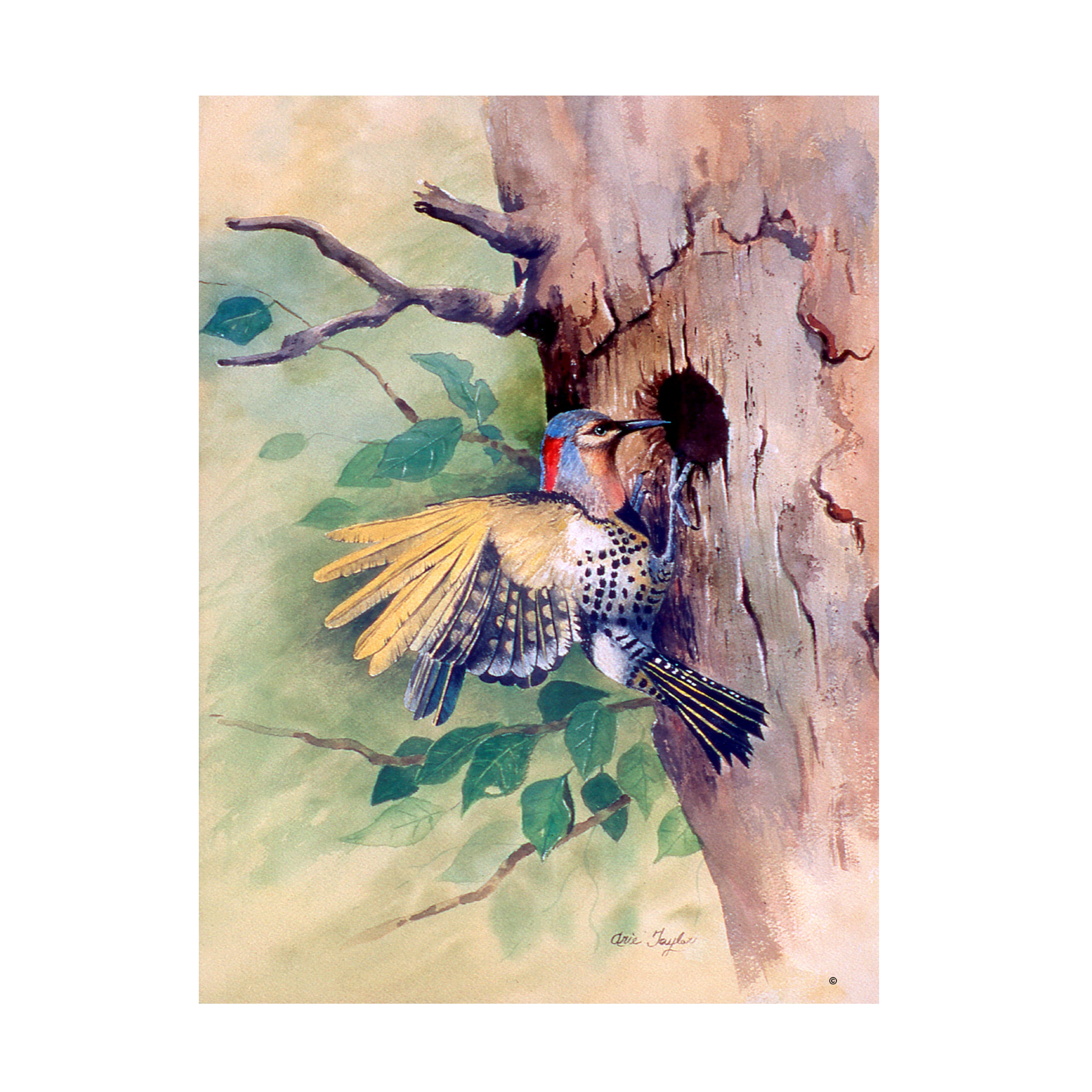 Trademark Fine Art 'Woodpecker' Canvas Art by Arie Reinhardt Taylor